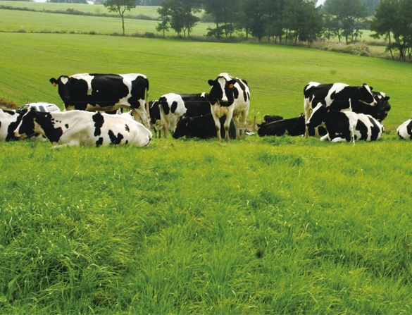 kaiyun电脑版:奶山羊良种繁育及工业化技能经过检验